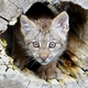 Image for article titled How To Survive A Mass Extinction
